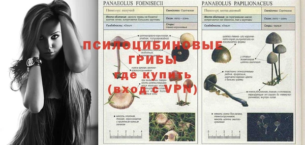 стафф Аркадак